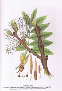 कोलिन्स द्वारा प्रकाशित ब्रिटेन में एक रोते हुए विलो, प्रकृति को दिखाने वाले पेड़ों का अध्ययन